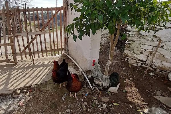 Dolanbay Çiçekçilik - Resim 9