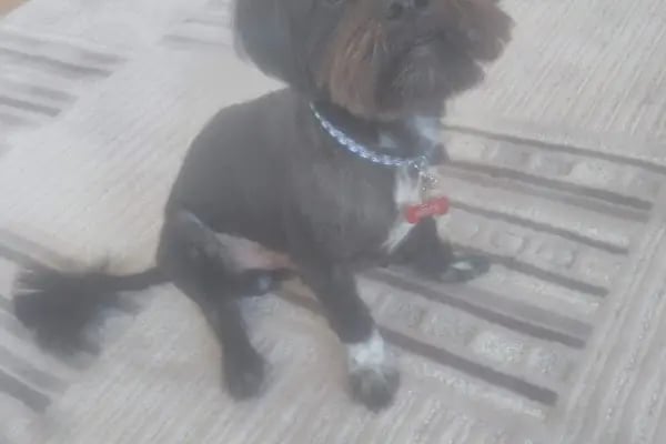 Puppy Veteriner Kliniği - Resim 12