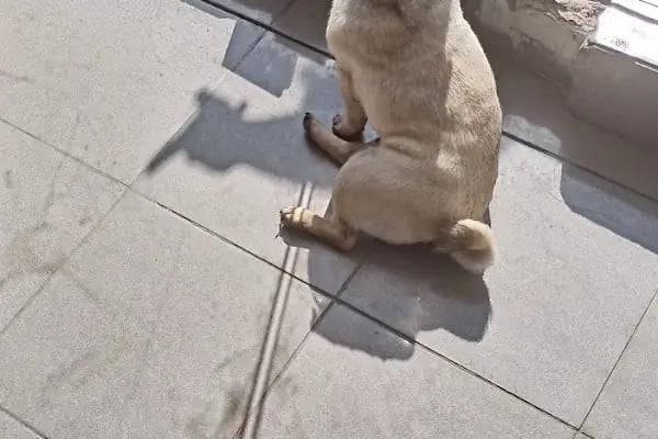 Puppy Veteriner Kliniği - Resim 18