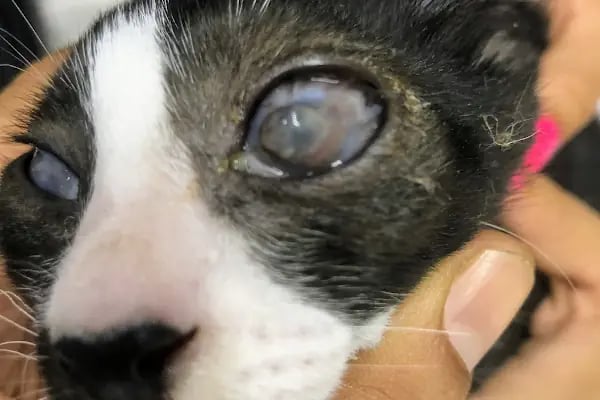 Puppy Veteriner Kliniği - Resim 4