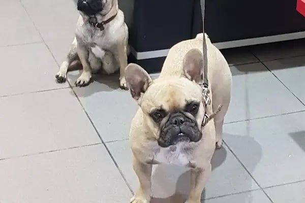 Puppy Veteriner Kliniği - Resim 20