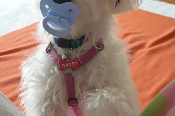 Puppy Veteriner Kliniği - Resim 7