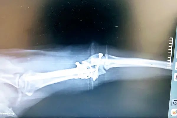 Puppy Veteriner Kliniği - Resim 8