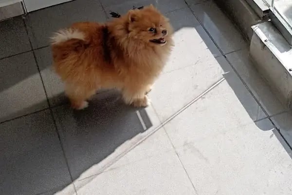 Puppy Veteriner Kliniği - Resim 11