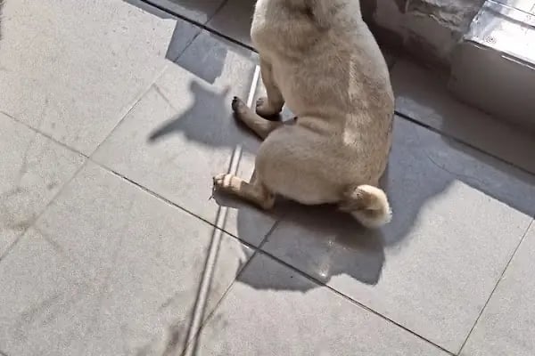 Puppy Veteriner Kliniği - Resim 6