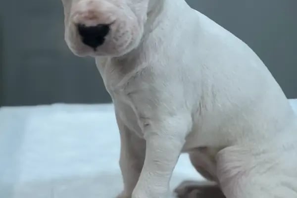 Puppy Veteriner Kliniği - Resim 15