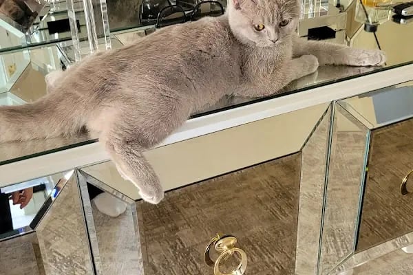 BUHARA VETERİNER KLİNİĞİ - Resim 8
