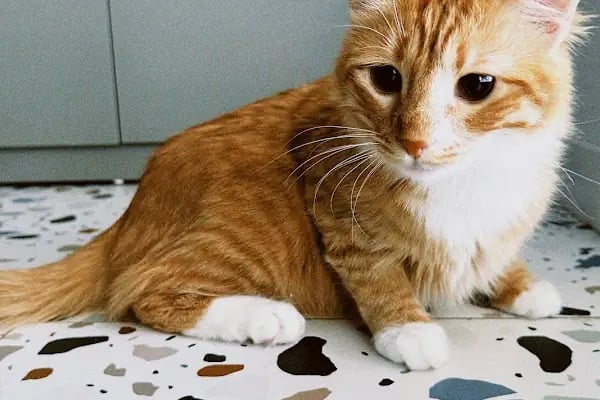 Laikavet Veteriner Kliniği - Resim 12