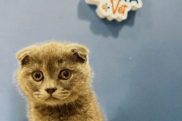 Laikavet Veteriner Kliniği - Resim 3