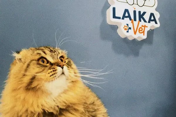 Laikavet Veteriner Kliniği - Resim 11