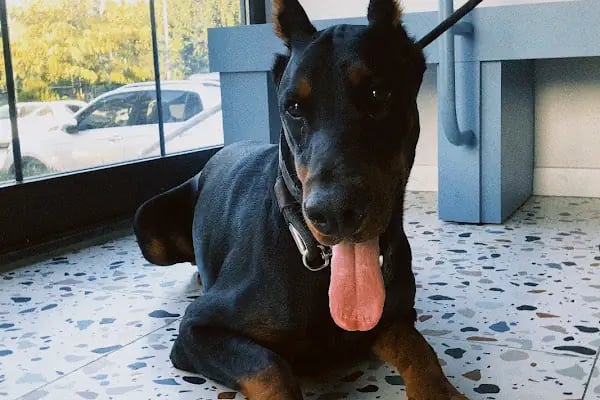 Laikavet Veteriner Kliniği - Resim 16