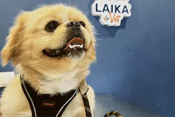 Laikavet Veteriner Kliniği - Resim 18