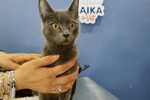 Laikavet Veteriner Kliniği - Resim 9