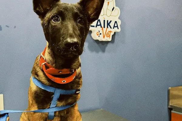 Laikavet Veteriner Kliniği - Resim 20