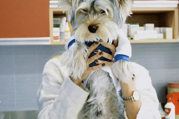 Laikavet Veteriner Kliniği - Resim 2