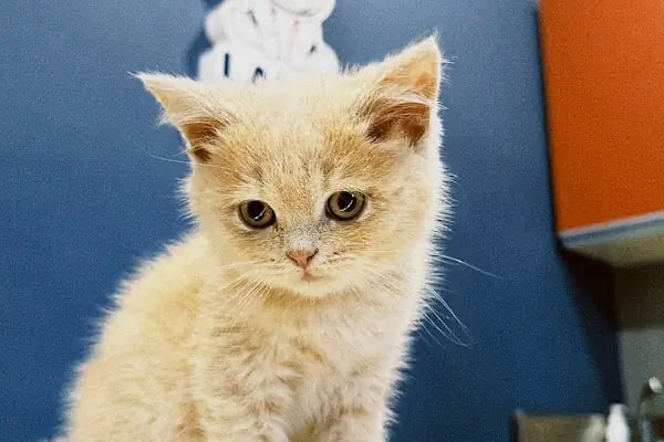 Laikavet Veteriner Kliniği - Resim 6