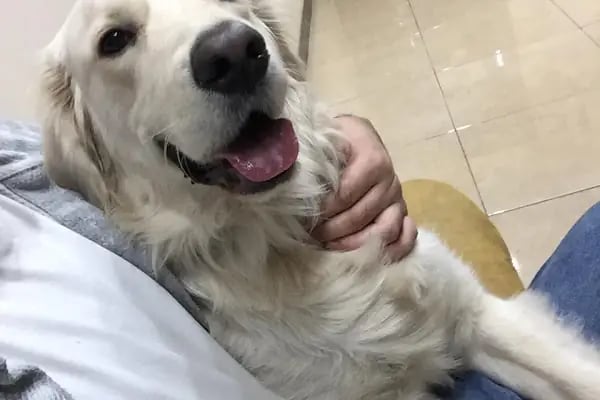 Live Vet Veteriner Kliniği - Resim 15