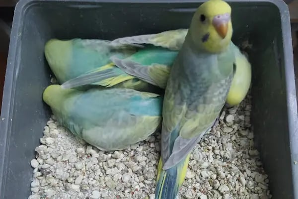 Ataşehir Hanımeli PetStore - Kuş, Kedi, Köpek, Sürüngen, Kemirgen ve Balık Galerisi (Ataşehir muhabbet kuşu, sultan papağanı) - Resim 16
