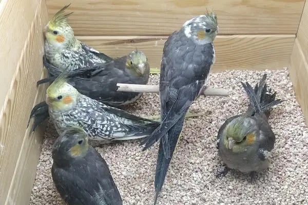 Ataşehir Hanımeli PetStore - Kuş, Kedi, Köpek, Sürüngen, Kemirgen ve Balık Galerisi (Ataşehir muhabbet kuşu, sultan papağanı) - Resim 15