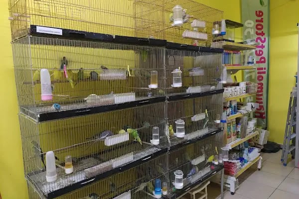 Ataşehir Hanımeli PetStore - Kuş, Kedi, Köpek, Sürüngen, Kemirgen ve Balık Galerisi (Ataşehir muhabbet kuşu, sultan papağanı) - Resim 2