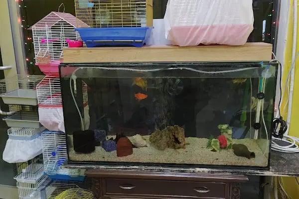 Ataşehir Hanımeli PetStore - Kuş, Kedi, Köpek, Sürüngen, Kemirgen ve Balık Galerisi (Ataşehir muhabbet kuşu, sultan papağanı) - Resim 12