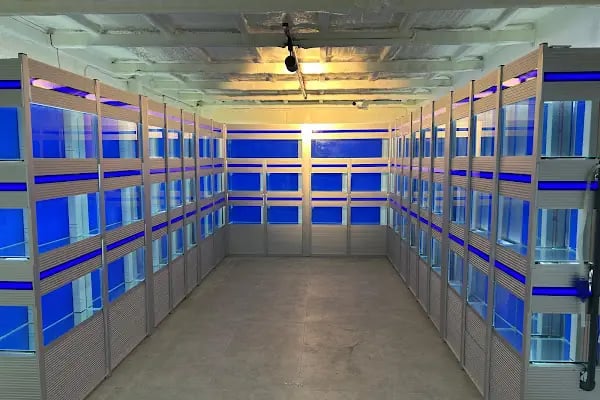 Ataşehir Hanımeli PetStore - Kuş, Kedi, Köpek, Sürüngen, Kemirgen ve Balık Galerisi (Ataşehir muhabbet kuşu, sultan papağanı) - Resim 3
