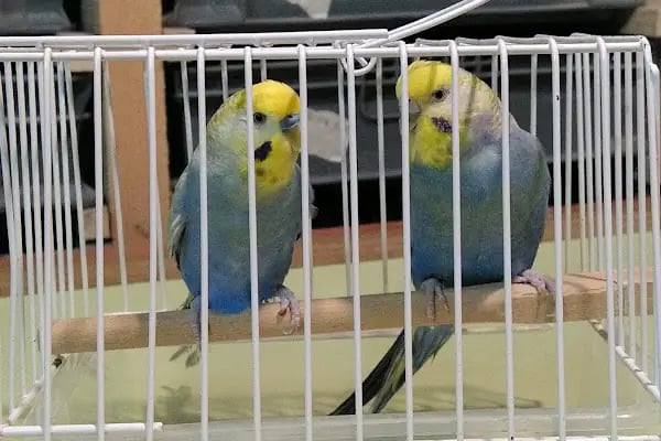 Ataşehir Hanımeli PetStore - Kuş, Kedi, Köpek, Sürüngen, Kemirgen ve Balık Galerisi (Ataşehir muhabbet kuşu, sultan papağanı) - Resim 6