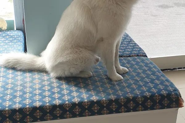 Başaran Veteriner Kliniği - Resim 10