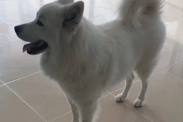 Başaran Veteriner Kliniği - Resim 5