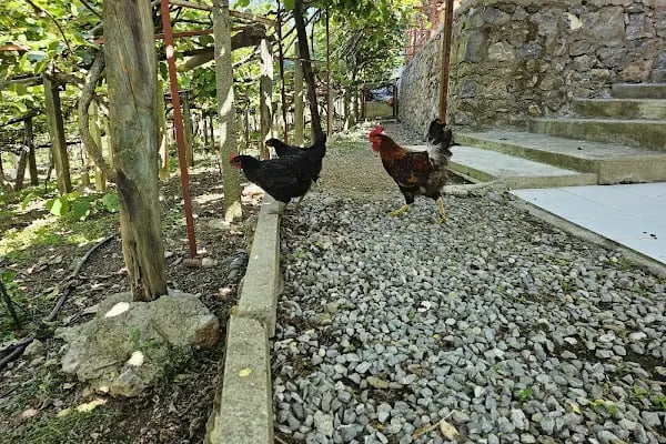 Kiwi Park Yağmur Evleri - Resim 20