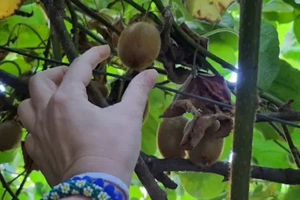 Kiwi Park Yağmur Evleri - Resim 7