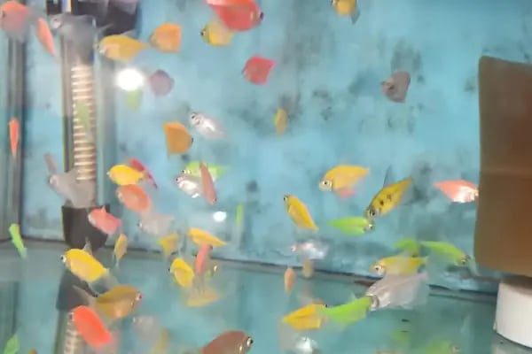 Aliağa Ünlü Akvaryum Pet Shop - Resim 14