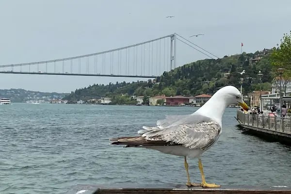 Küçüksu İskelesi - Resim 14