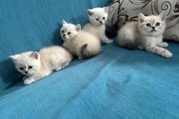 Sarıçam Petshop - Resim 12