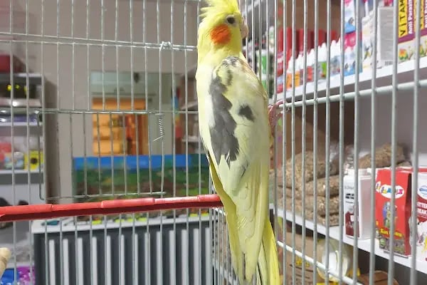 Sarıçam Petshop - Resim 3
