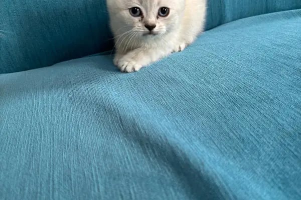 Sarıçam Petshop - Resim 4
