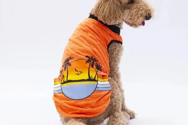 Sarıçam Petshop - Resim 11