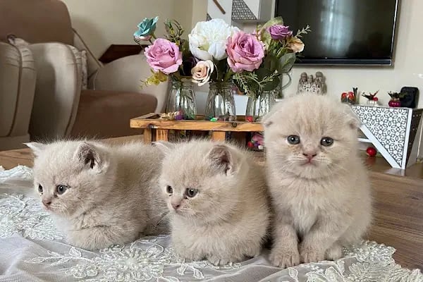 Sarıçam Petshop - Resim 16