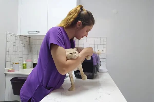 Cat &amp; Dog Veteriner Kliniği - Resim 13