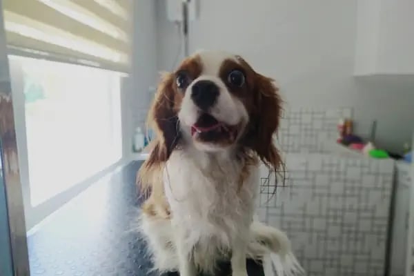 Cat &amp; Dog Veteriner Kliniği - Resim 11