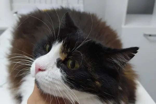Cat &amp; Dog Veteriner Kliniği - Resim 5