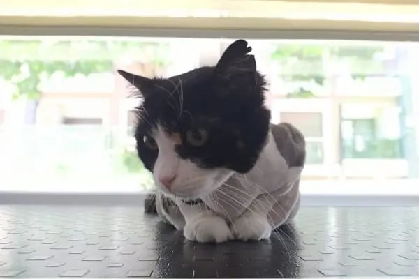 Cat &amp; Dog Veteriner Kliniği - Resim 8