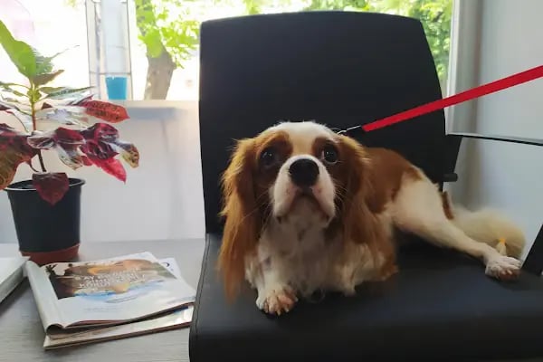 Cat &amp; Dog Veteriner Kliniği - Resim 4