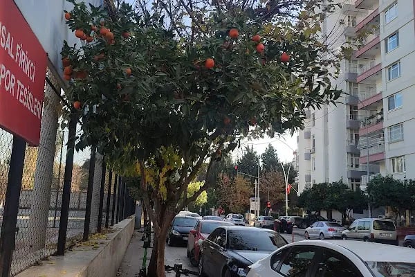 Atatürk Yüzme Havuzları Kompleksi - Resim 7