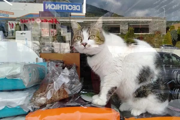 Pet İnn Pet shop - Resim 9