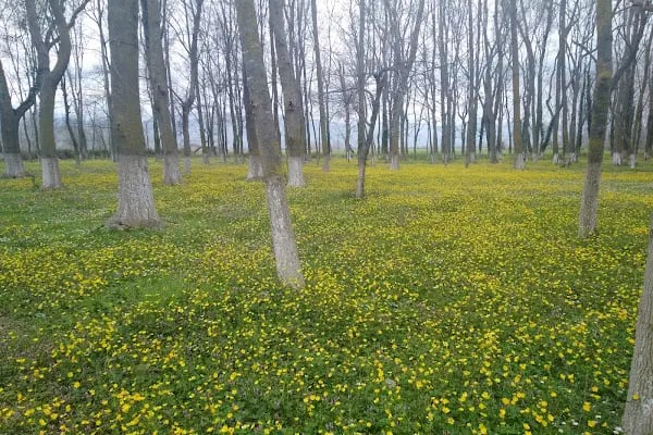 Geyikkoşan Piknik Alanı - Resim 4