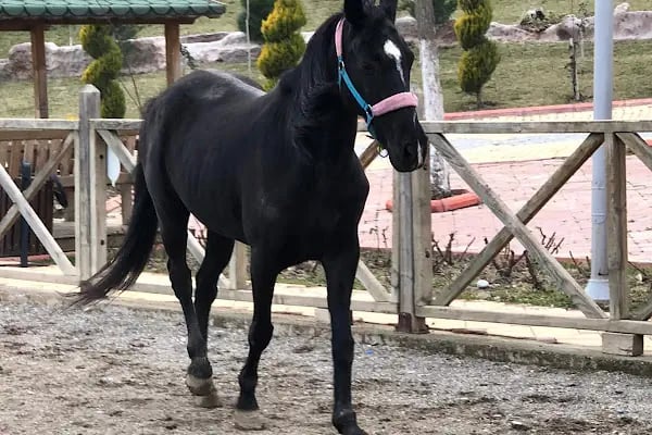 TÜRKOĞLU AT ÇIFTLİGİ - Resim 7