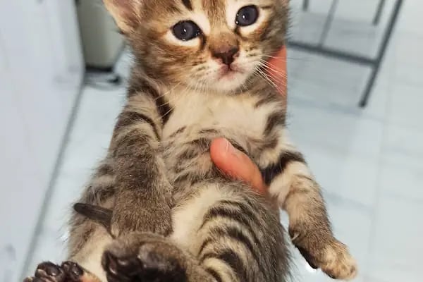 PrimeVet Başakşehir Veteriner Kliniği - Resim 16