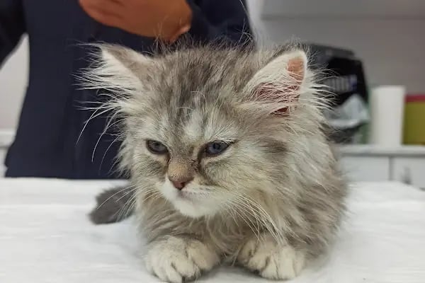 PrimeVet Başakşehir Veteriner Kliniği - Resim 8