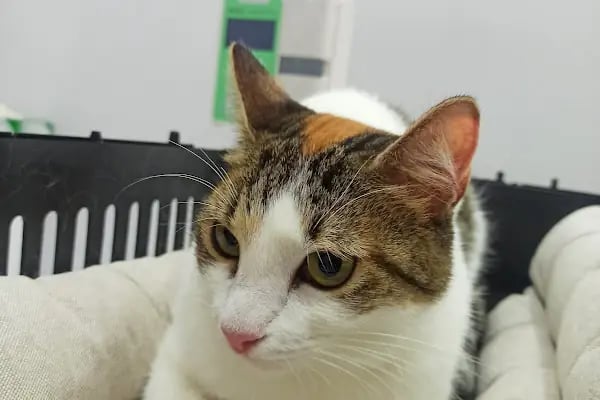 PrimeVet Başakşehir Veteriner Kliniği - Resim 6